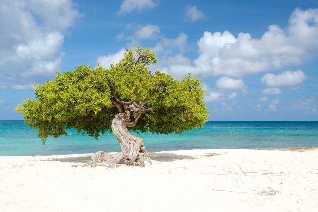 Eagle Beach Aruba Wins Big at TripAdvisor Travelers’ Choice Best of the Best Awards 2025 image