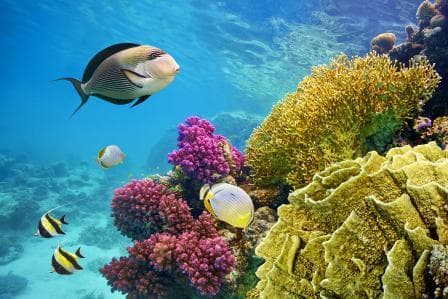 The Impact of Climate Change on Global Ecosystems The Impact of Climate Change on Global Ecosystems