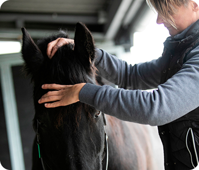 Iris with hands gently placed on the head of a dark horse in an indoor stable setting Iris with hands gently placed on the head of a dark horse in an indoor stable setting